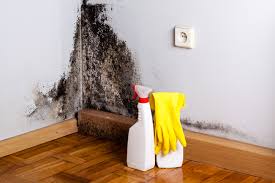 Best Mold Damage Restoration in Lifornia City, CA